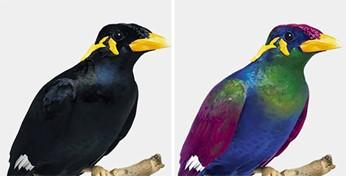 Grafische simulatie van hoe vogels UV-variaties zouden "zien".
