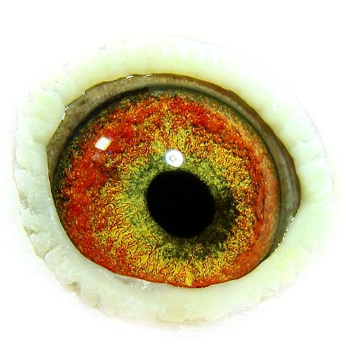 Een oog met een flinke verkenningscirkel. Met voldoende goede wil zie je op de binnenbaan van de verkenningscirkel de adaptatiecirkel. Een oog met een flinke verkenningscirkel. Met voldoende goede wil zie je op de binnenbaan van de verkenningscirkel de adaptatiecirkel.