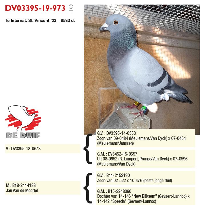 DV03395-19-973