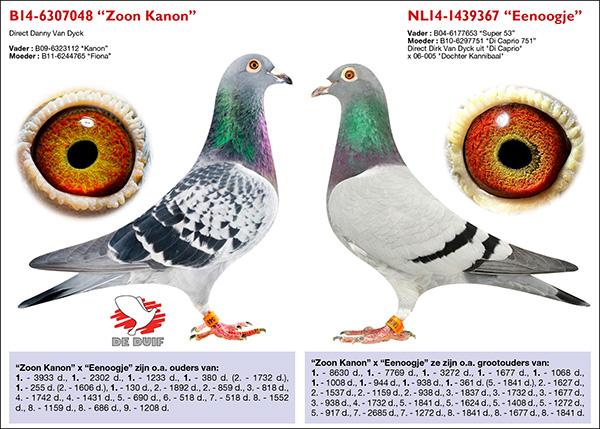B14-6307048 “Zoon Kanon” x NL14-1439367 “Eenoogje” B14-6307048 “Zoon Kanon” x NL14-1439367 “Eenoogje”