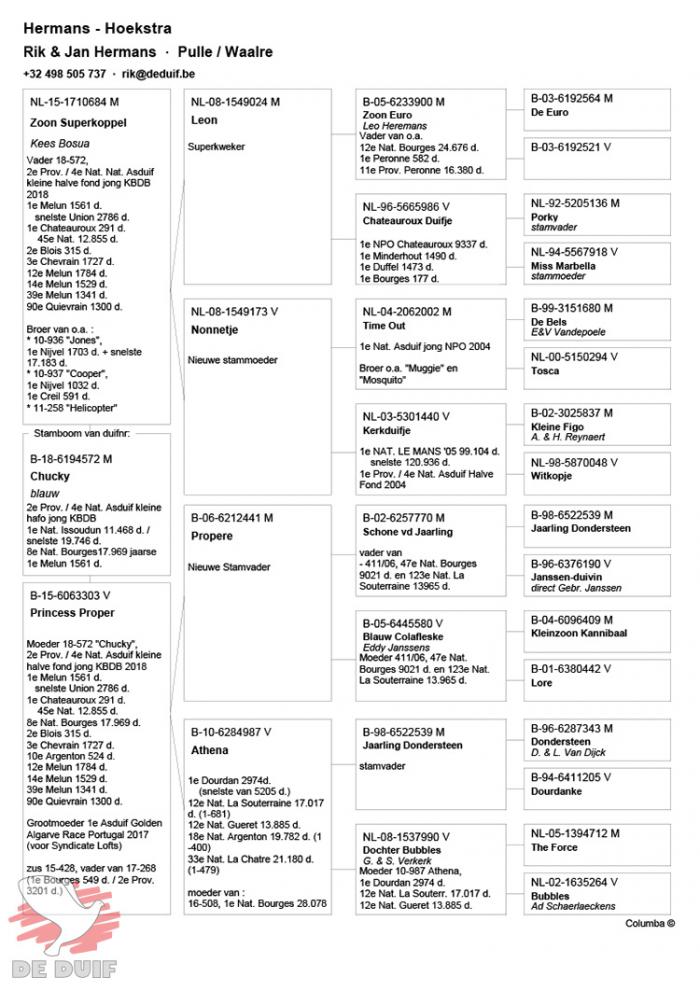 Pedigree B18-6194572 “CHUCKY” Pedigree B18-6194572 “CHUCKY”