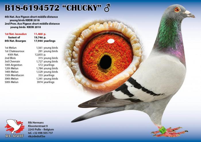 B18-6194572 “CHUCKY” B18-6194572 “CHUCKY”