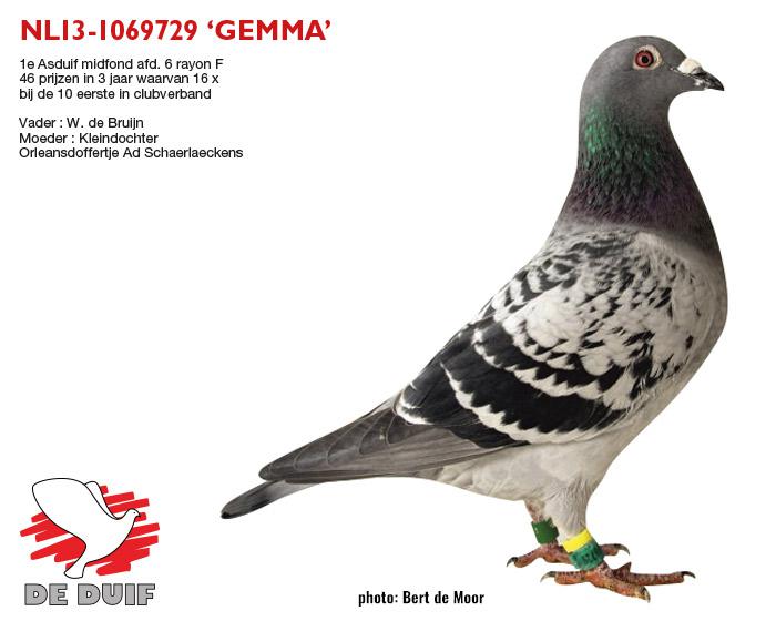 NL13-1069729 "Gemma" NL13-1069729 "Gemma"