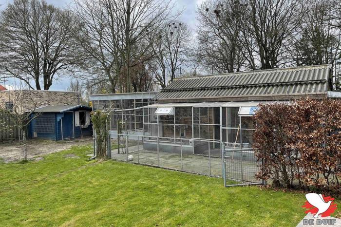Het voormalig kweekhok, nu onderkomen van jonge duiven, jaarlingen en eendaagse fondduiven. Links de jonge duiven, rechts de jaarlingen. Links op de foto is de nieuwe kweekvolière zichtbaar. Het voormalig kweekhok, nu onderkomen van jonge duiven, jaarlingen en eendaagse fondduiven. Links de jonge duiven, rechts de jaarlingen. Links op de foto is de nieuwe kweekvolière zichtbaar.