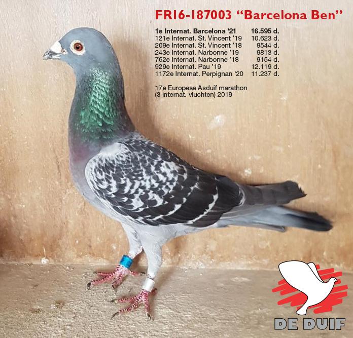 FR16-187003 “Barcelona Ben”