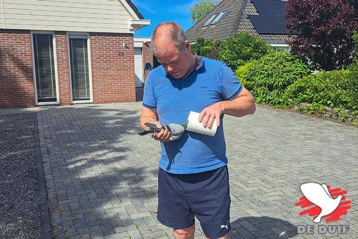 Auke Bosma geeft zijn duivin eten uit de voerbus. Auke Bosma geeft zijn duivin eten uit de voerbus.