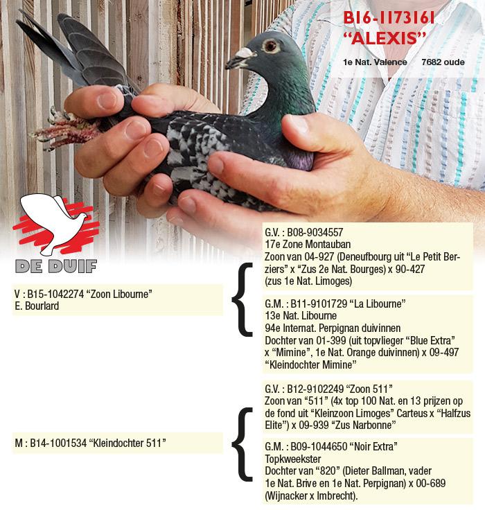BE16-1173161 “Alexis” BE16-1173161 “Alexis”