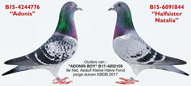 Ouders "Adonis Boy"