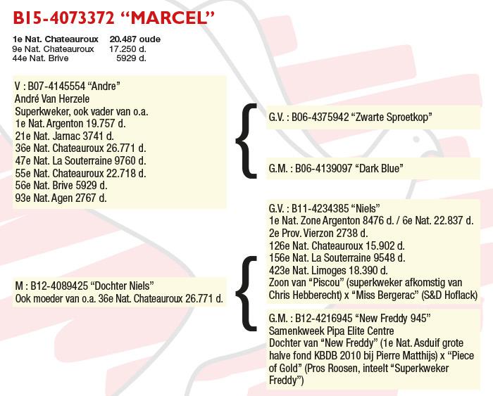 BE15-4073372 "Marcel" BE15-4073372 "Marcel"