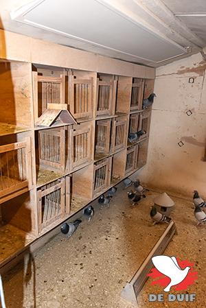 In de winter zitten de doffers op het duivinnen- hok. Tijdens het seizoen zitten de duivinnen overdag buitengesloten in de ren, ’s avonds gaat het binnenhok open en kunnen ze ook op de kapellekes zitten. Aan het eind van het seizoen gaan de bakken dicht en de kapellekes eraf, zo kunnen ze niet bij hun jongen komen.