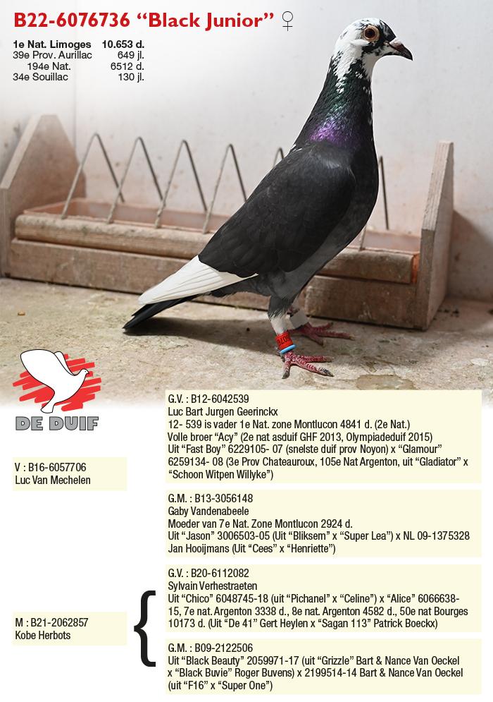 B22-6076736 “Black Junior”
