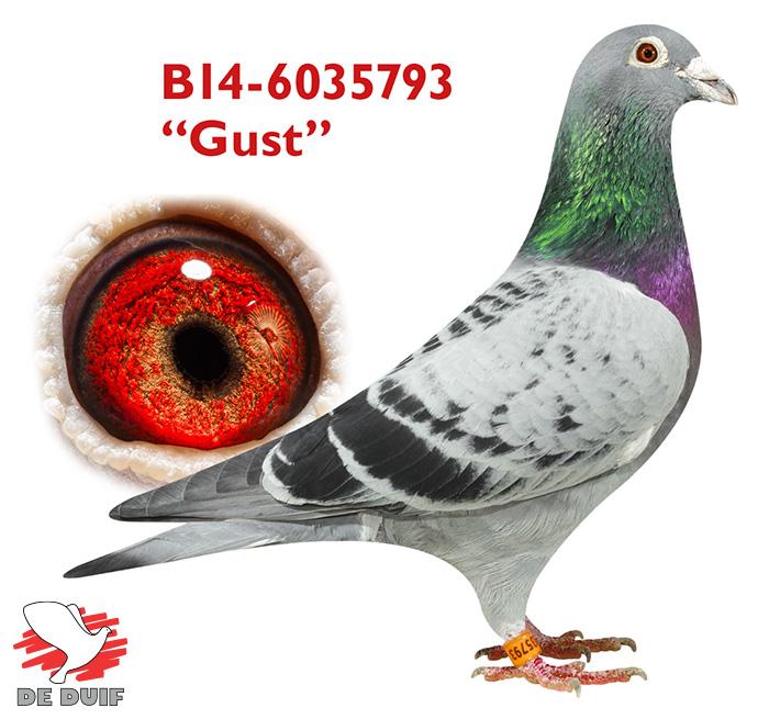 B14-6035793 “Gust” B14-6035793 “Gust”