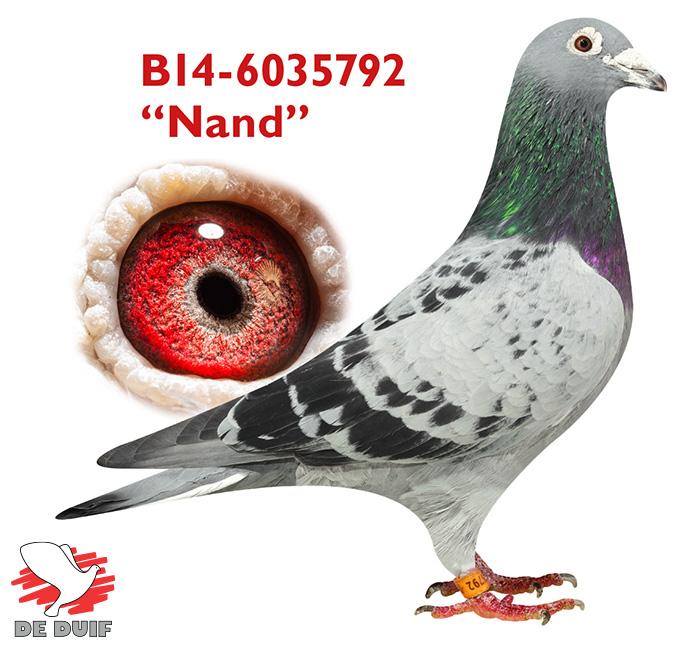 B14-6035792 “Nand” B14-6035792 “Nand”