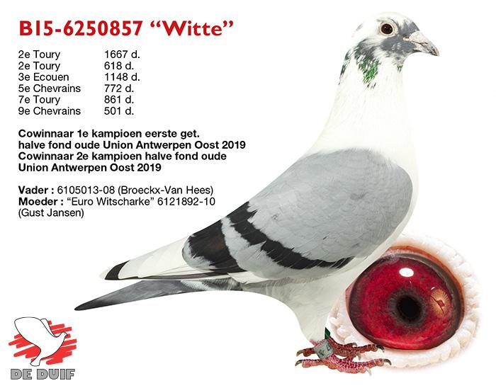 B15-6250857 “Witte” B15-6250857 “Witte”