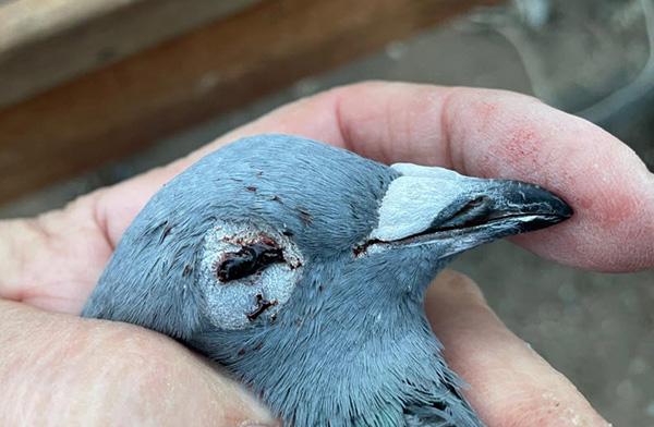 oog kwijt en halve achtervleugel weg. Gepakt en ontsnapt… maar wel “fin de carrière”. Ze krijgt een tweede leven op het kweekhok en wie weet wordt ze even beroemd als de “Eénoog” van Gust Hofkens of als de “Klamper” van de gebr. Janssen en andere Cor de Heijdes. oog kwijt en halve achtervleugel weg. Gepakt en ontsnapt… maar wel “fin de carrière”. Ze krijgt een tweede leven op het kweekhok en wie weet wordt ze even beroemd als de “Eénoog” van Gust Hofkens of als de “Klamper” van de gebr. Janssen en andere Cor de Heijdes.