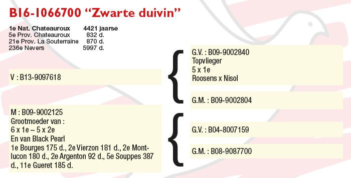 BE16-1066700 “Zwarte Duivin” BE16-1066700 “Zwarte Duivin”