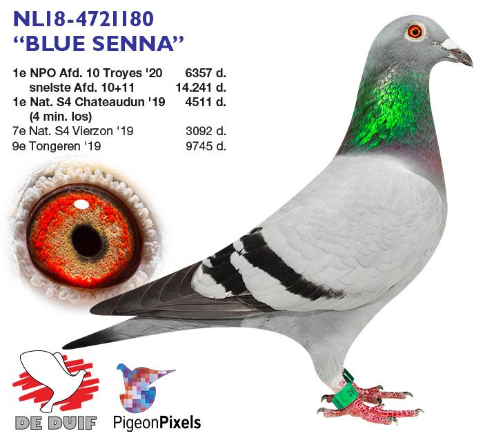 NL18-4721180 “Blue Senna” NL18-4721180 “Blue Senna”