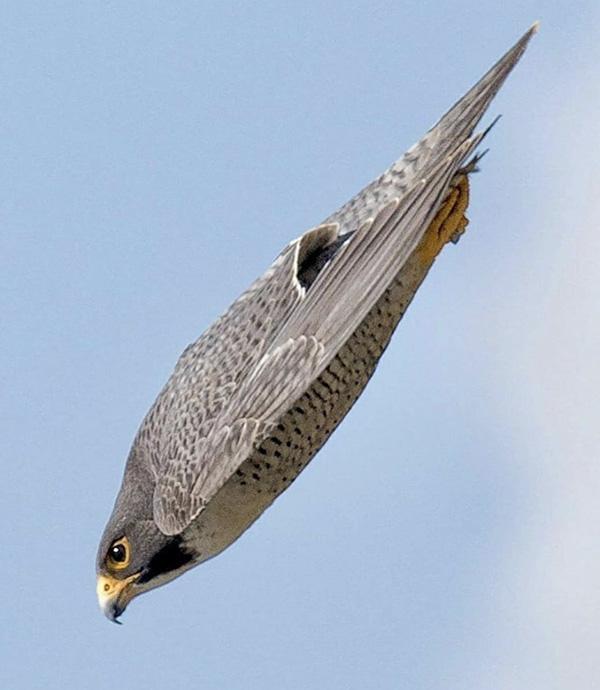 een toonbeeld van aerodynamica. De aerokogel van het luchtruim haalt zo snelheden van 300 km tot zelfs 389 km/uur. Zonder concurrentie het snelste dier op aarde en in de lucht. (Beeld gevonden op Reddit) een toonbeeld van aerodynamica. De aerokogel van het luchtruim haalt zo snelheden van 300 km tot zelfs 389 km/uur. Zonder concurrentie het snelste dier op aarde en in de lucht. (Beeld gevonden op Reddit)