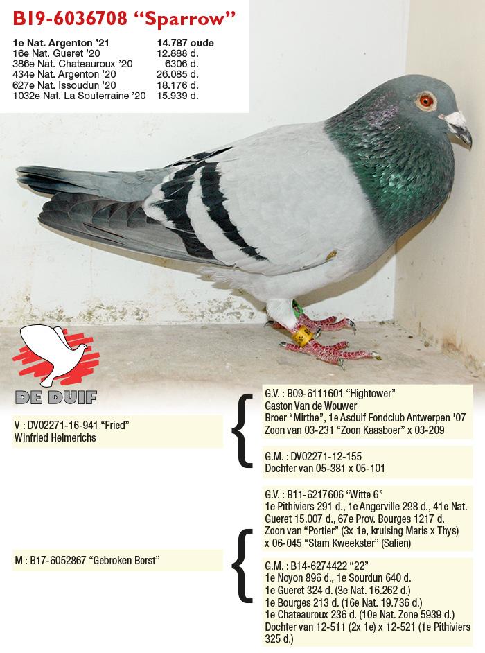 B19-6036708 “Sparrow” B19-6036708 “Sparrow”