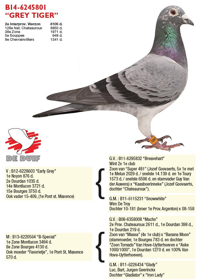 BE14-6245801 "Grey Tiger" BE14-6245801 "Grey Tiger"