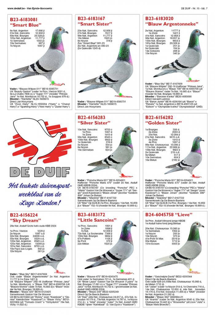 best pigeons best pigeons