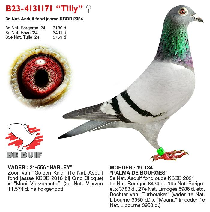 B23-4131171 “Tilly” B23-4131171 “Tilly”