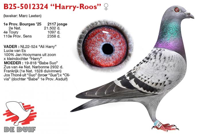 B25-5012324 “Harry-Roos” B25-5012324 “Harry-Roos”