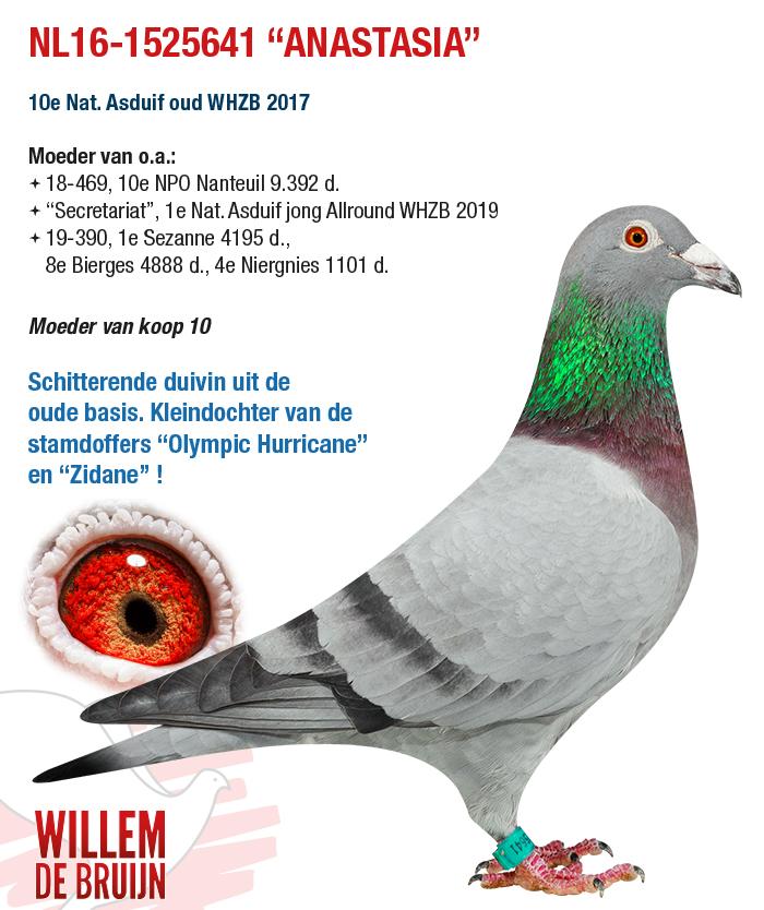 NL16-1525641 “ANASTASIA” NL16-1525641 “ANASTASIA”