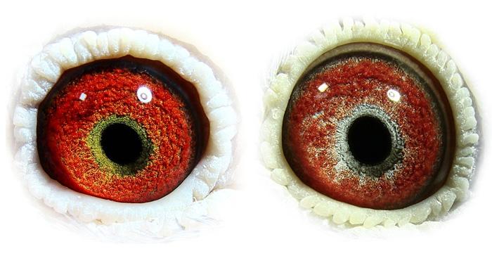 Een geeloog en een witoog met een duidelijke verkenningscirkel. Een geeloog en een witoog met een duidelijke verkenningscirkel.
