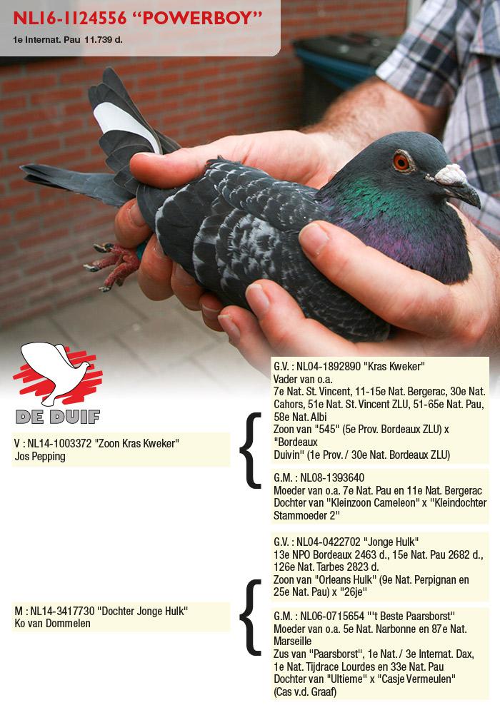 NL16-1124556 “Powerboy” NL16-1124556 “Powerboy”