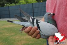 De winnaar B17-4062532 “Birdie Porsche”.