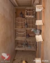 Hens' section