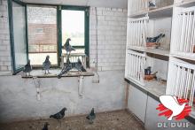 Een hok van de oude weduwnaars.