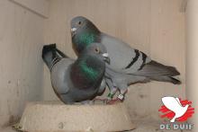 B18-3118067 “Nathalie met haar partner.