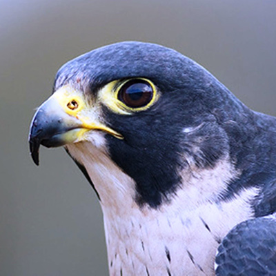petitie-roofvogels1.jpg