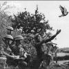 Soldaten eerste wereldoorlog laten duiven los