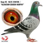 NL25-1348198