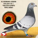 Bosmans-Leekens, B16-2241118