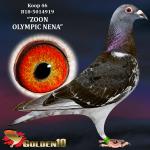 B18-5014919 “ZOON OLYMPIC NENA”