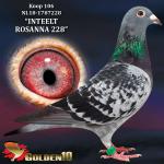 NL18-1787228 “INTEELT ROSANNA 228”