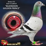 B18-3128818 “KLEINZOON GOLDEN PRINCE”