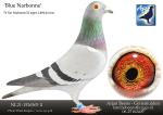  Moeder: “Blue Narbonne” NL21-1526565