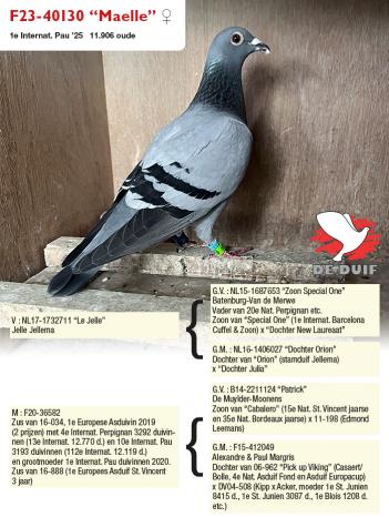 F23-40130 “Maelle” F23-40130 “Maelle”