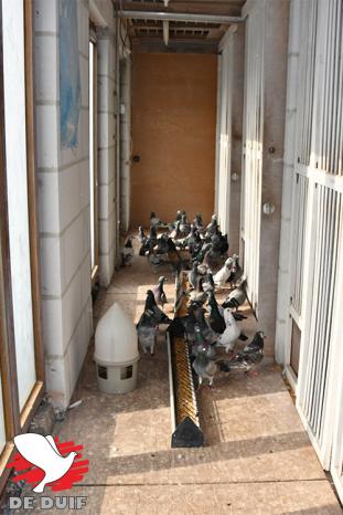 De duiven worden opgevangen in de gang voor de hokken waar ze kunnen eten en drinken.