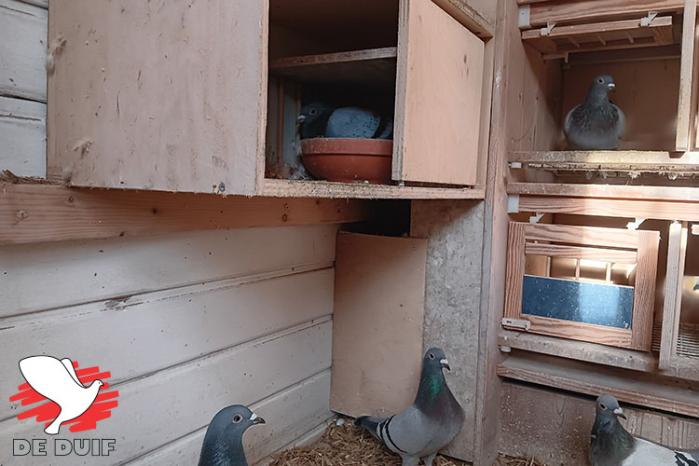 SAM BOSTOEN - 1e Nationaal Kampioen Fond oude 2025 image 6