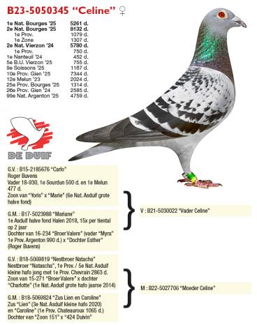 B23-5050345 “Celine”