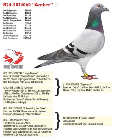 B24-5074060 “Amber”