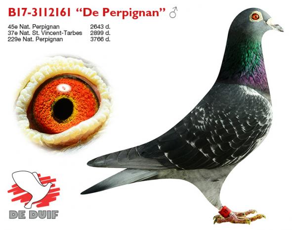 B17-3112161 “De Perpignan”