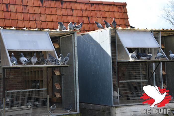 De jonge duiven verkennen al volop de omgeving.