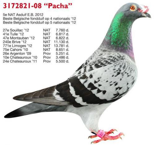 B08-3172821 Pacha